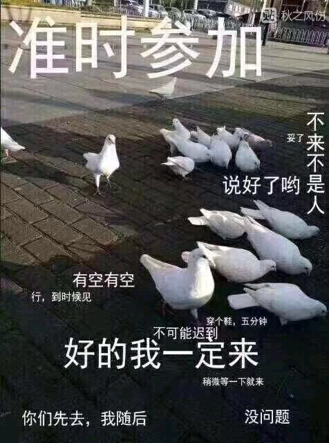 鸽德表情包兽医