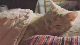 小奶猫盖着小被被睡觉,像小婴儿一样