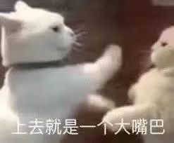 网友家的两只猫在唠嗑,我家猫听到后也跟着一起唠起来