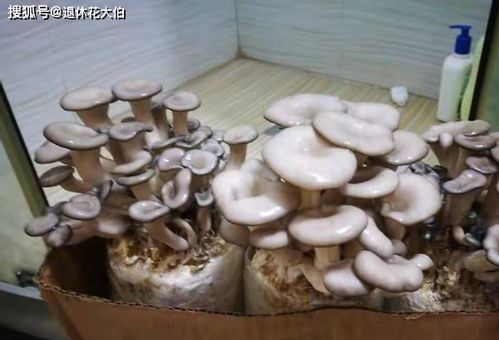家庭种蘑菇,注意调控这些,生长周期短产量大,美味又健康