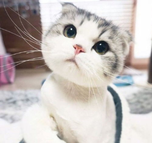 谁知道这猫叫什么还有其他表情咩