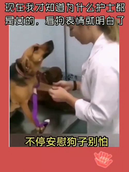 现在我才知道为什么护士都是女的,看狗表情就明白了