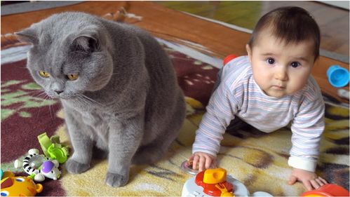 今天猫猫的心情欠佳,让它带一下娃,全程这个表情