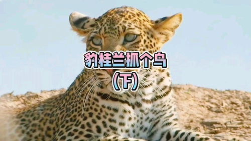 加油奥力给表情包gif