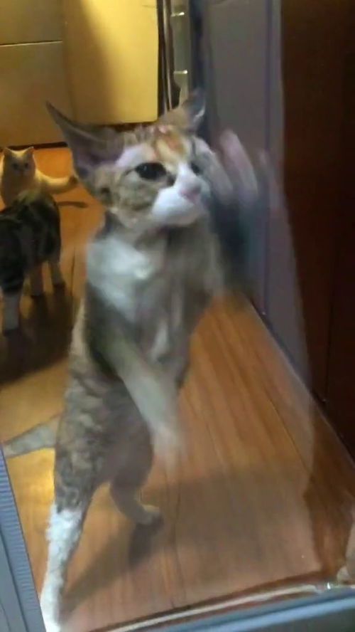 猫开门,我要出去玩儿