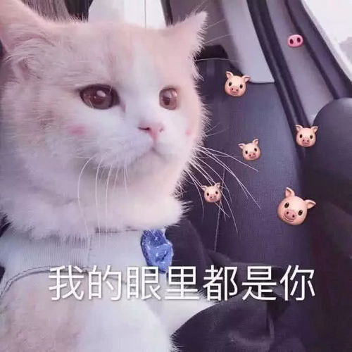 不是你真哭了表情包