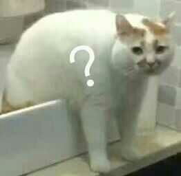 你最常用哪些有意思的表情包
