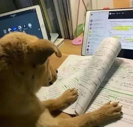 狗子我要悄悄努力,然后惊艳它们所有狗