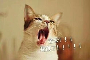 简单表情包图片猫咪
