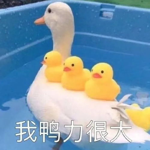 表情包晚安,有机会一起睡觉