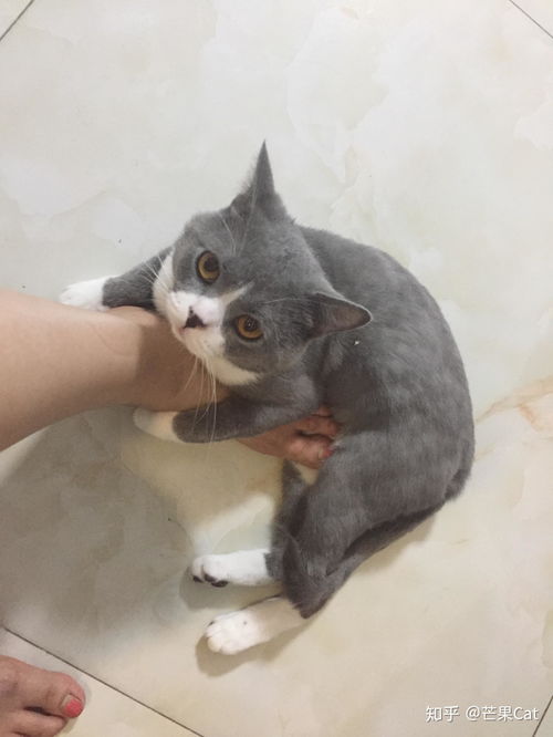 两只猫抱一起表情包抱抱