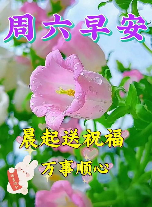 最新早上好表情图片早安