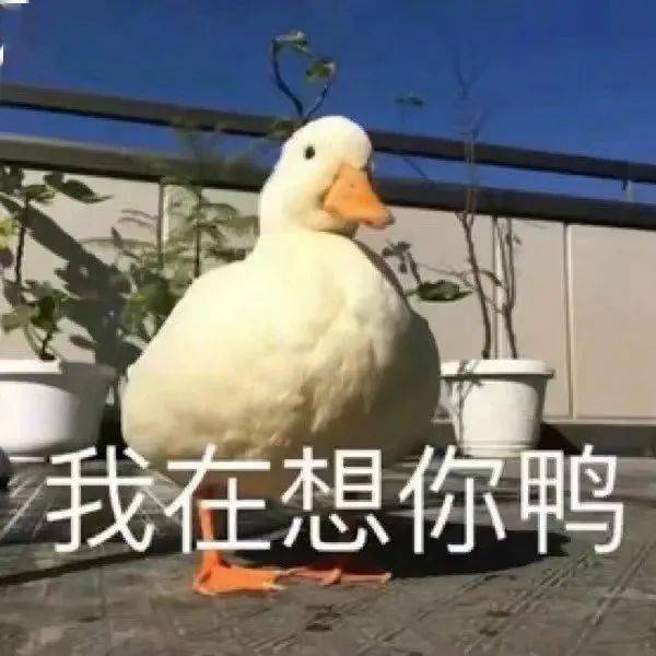 撩妹专用表情包难道还要我教你怎么泡我吗