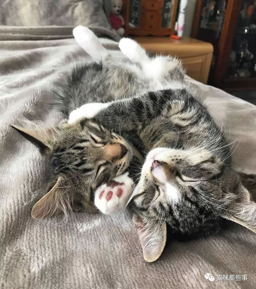 听我说,你需要养两只猫搜狐宠物搜狐网