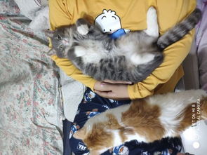 每日直播一下即将生宝宝的猫猫...