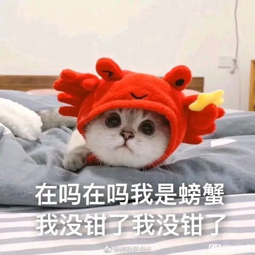 表情包确实吃了没文化的亏