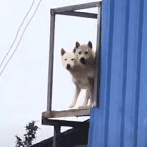两只狗打架表情包gif