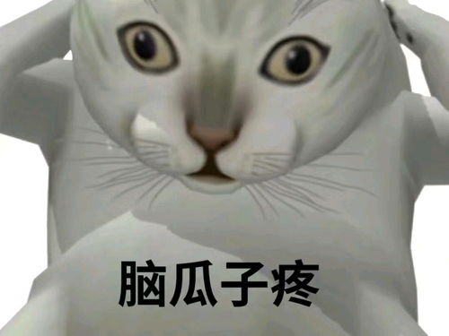 最近很火的表情包猫表情
