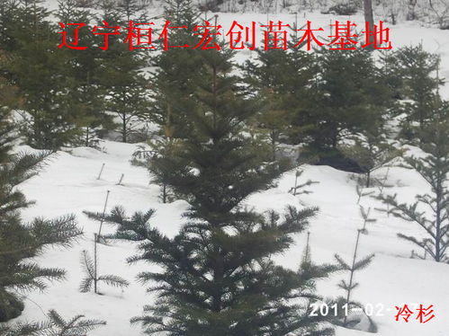 不行不行的表情包冷杉
