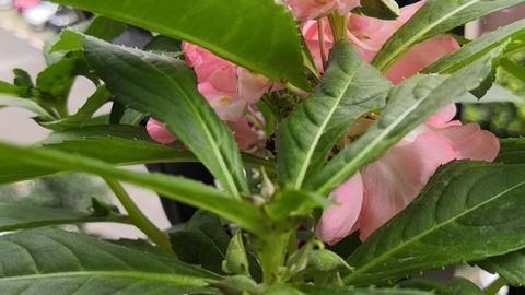 失踪人口回归,播种三个月的茶凤仙终于开花了