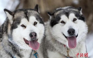 俄罗斯举办雪橇犬锦标赛一大波二哈贡献表情包