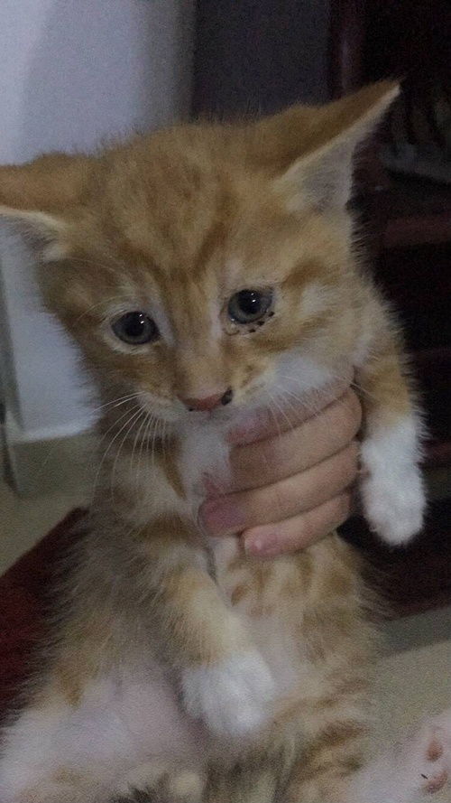 领养了一只橘猫后又养了只柯基内含表情包...