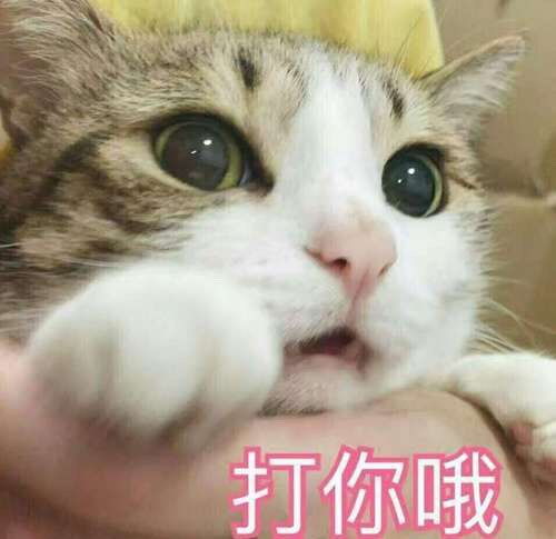 玫瑰沾白糖的相册天使猫猫的表情包