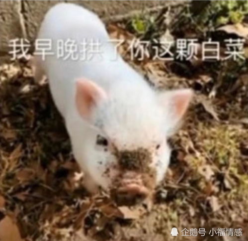 情侣聊天新套路拱定你了表情包,赶紧收藏拱白菜去了