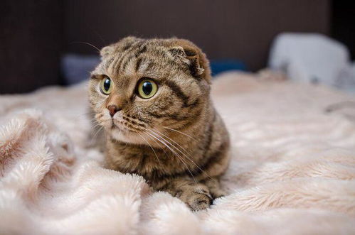 最可爱的猫咪排行榜,最可爱的猫咪品种前十名