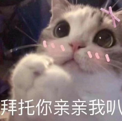 和对象聊天用的可爱表情包