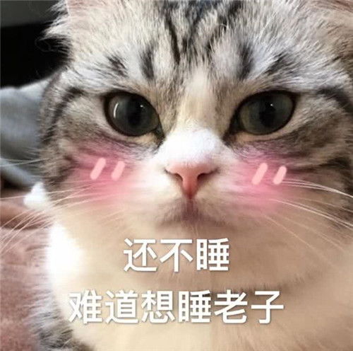 小奶猫你有你的520,我有我的502,不是很甜,但是很黏