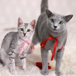 靠眼神就能撩妹无数这只自带贵族气息的猫中绅士