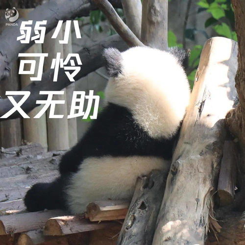 哟哟切克闹滚滚表情包来整一套