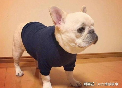 狗中最臭的犬种,你敢养吗