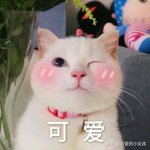 感觉每个女孩都自带可爱属性嘿可爱表情包啦啦啦