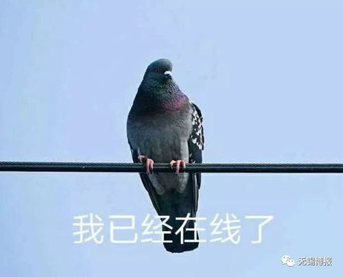 周末8级大风大暴雨来袭迎战安比,无锡今晚召开紧急会议