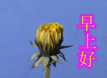 最漂亮的早上问候动态图片大全微信早上问候表情图片