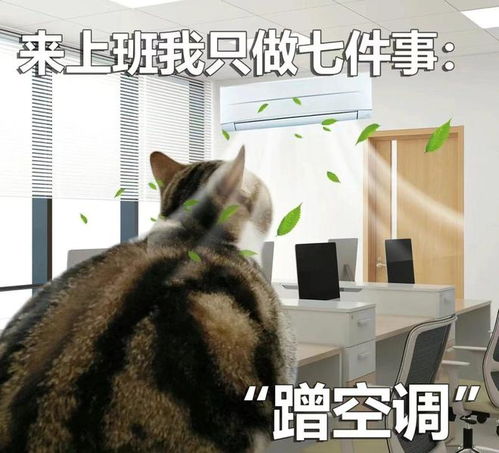 猫咪打工表情包来上班我只做七件事
