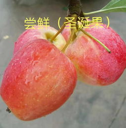 尝鲜圣诞果规格报价由吉林省长春市九台区诚信苗圃提供