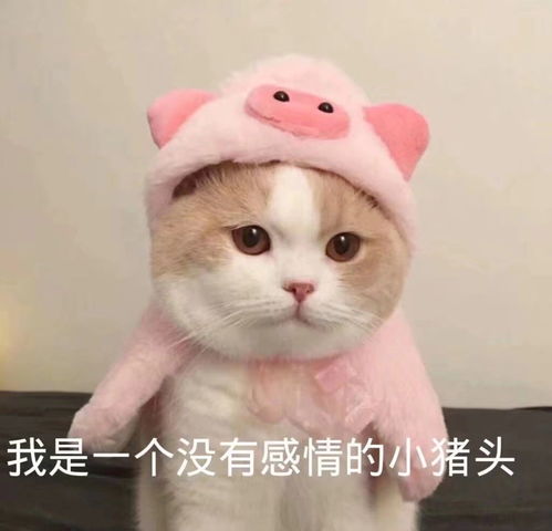 可爱萌宠表情包聊天必备哦