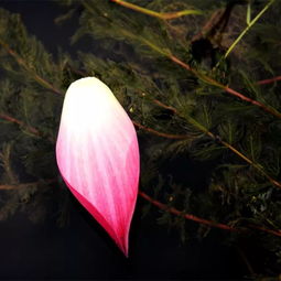 节气丨小暑
