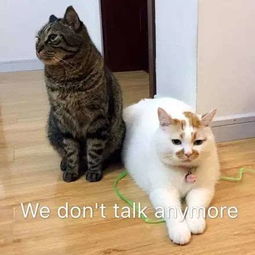 两只猫表情包