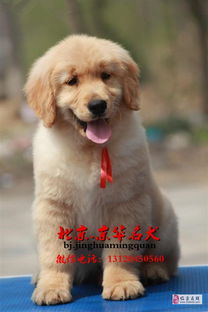 北京哪卖纯种金毛犬美系大头金毛枫叶系金毛