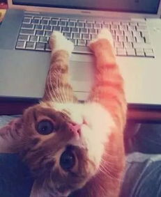 七夕如何跟猫秀恩爱