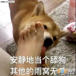爱情是不靠谱的东西图片安静的当个舔狗其他的雨窝无瓜表情包下载乐游网游戏下载