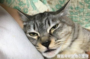 养了好几年的猫,铲屎官突然怀疑自己是不是跟猫结仇了