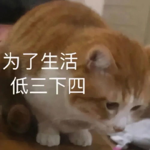 一组适合职场新人,打工人的专用表情包,果断收藏,拿走不谢