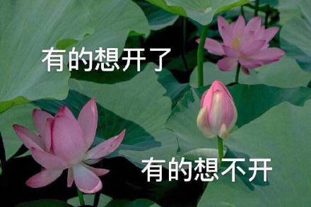 追新看点妈,荷花头像可以换新啦来看福州有荷典故