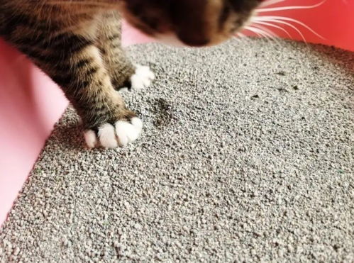 猫砂盆怎么选尺寸多大才够猫咪使用
