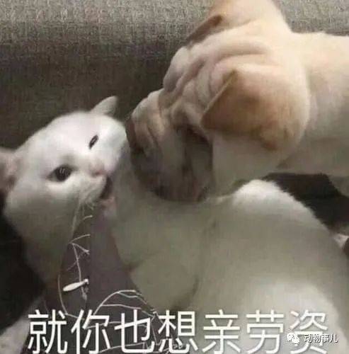 很火的可爱猫咪表情包大全萌猫表情包有没有俘获你的心呢